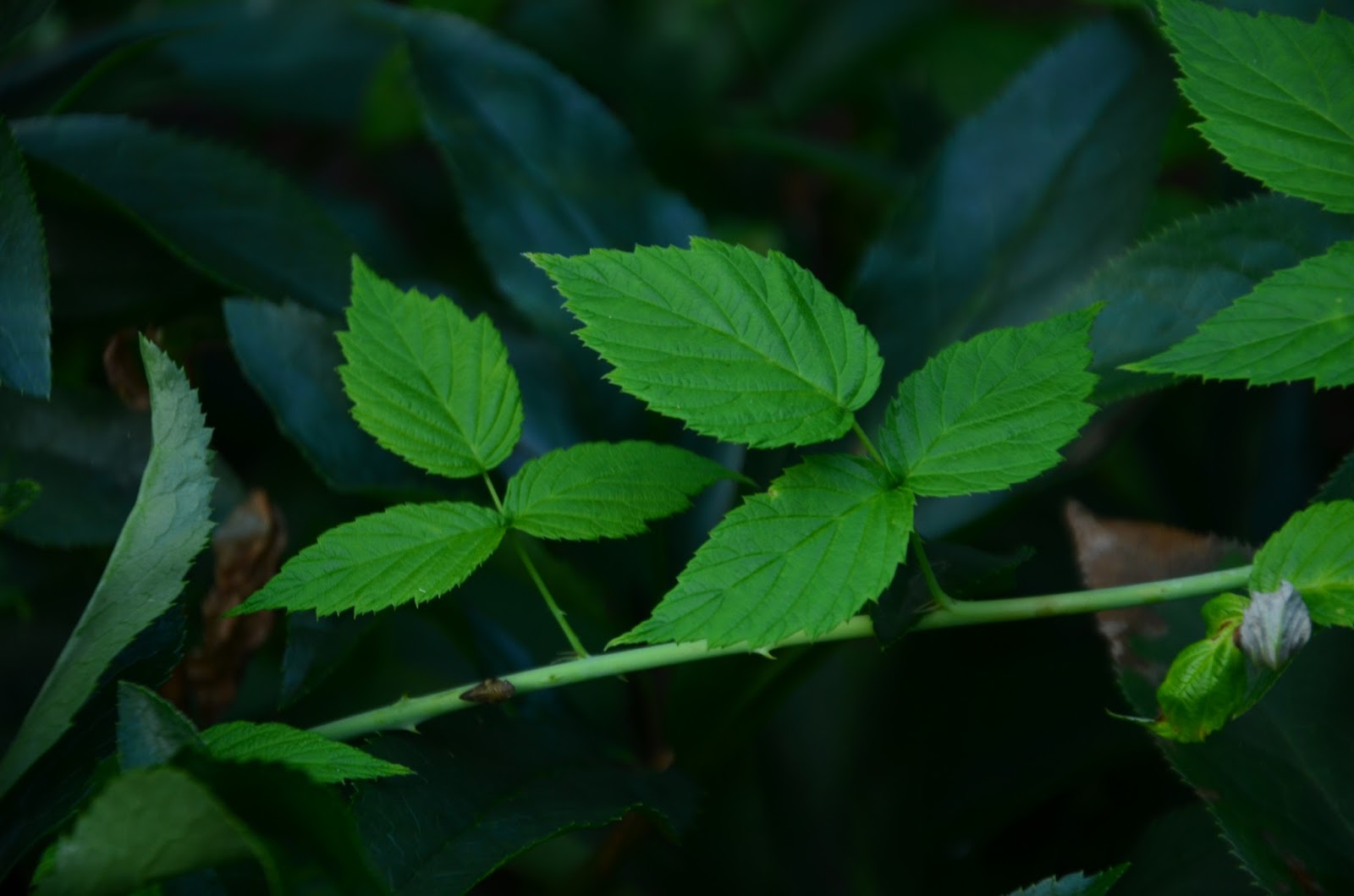 can metronidazole treat poison ivy